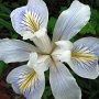 Douglas Iris (Iris douglasiana): Cattlemen dislike this native as cows will not eat it & if successful it can inhibit the growth of other plants.